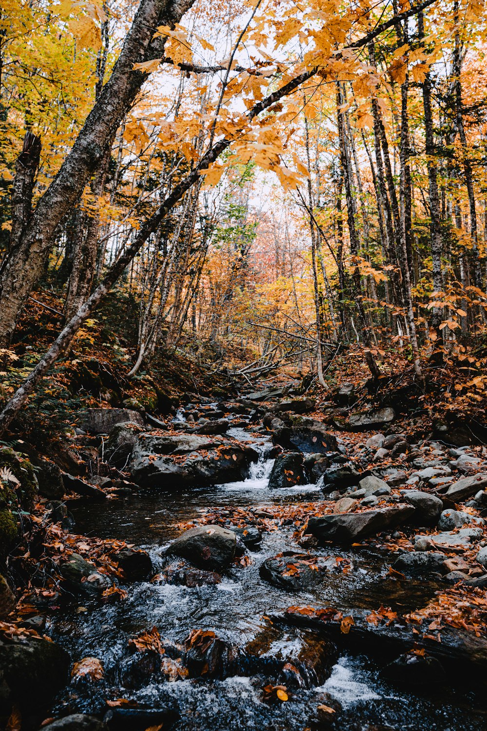 a stream running through a forest filled with lots of trees