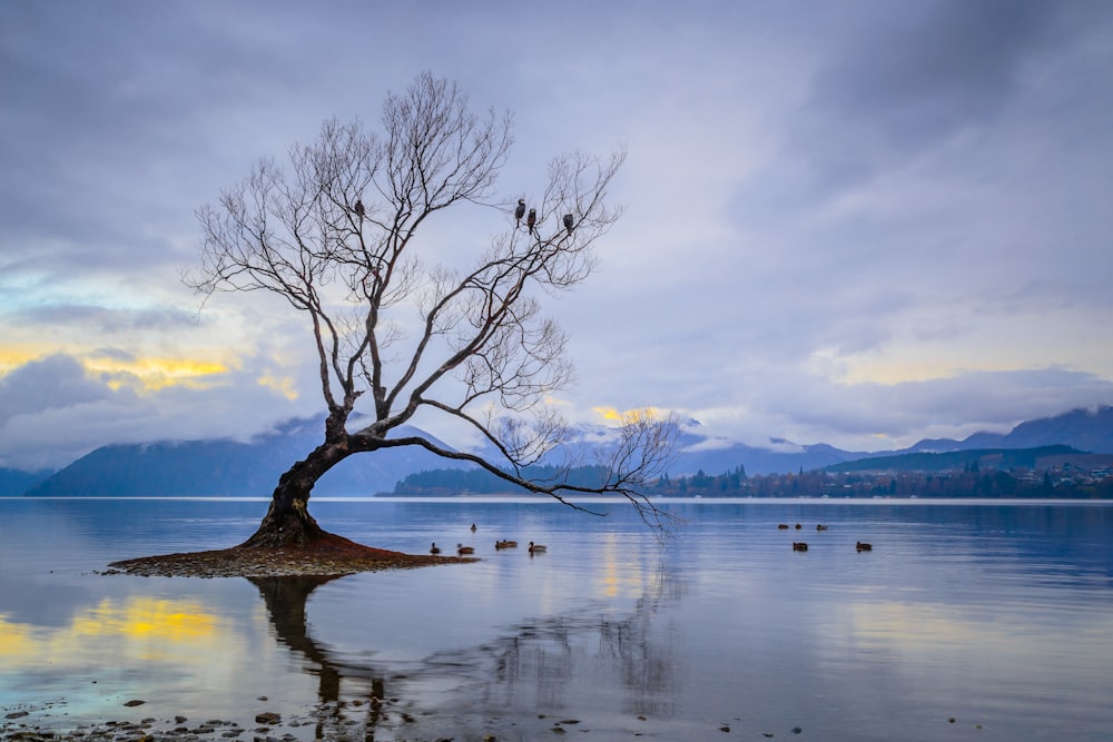 a tree that is standing in the water