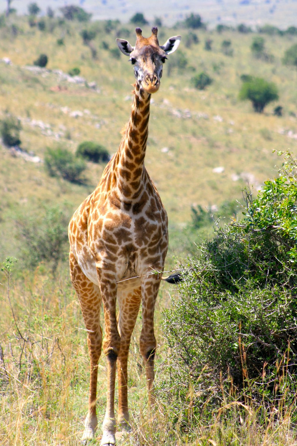 Una jirafa de pie en un campo de hierba alta