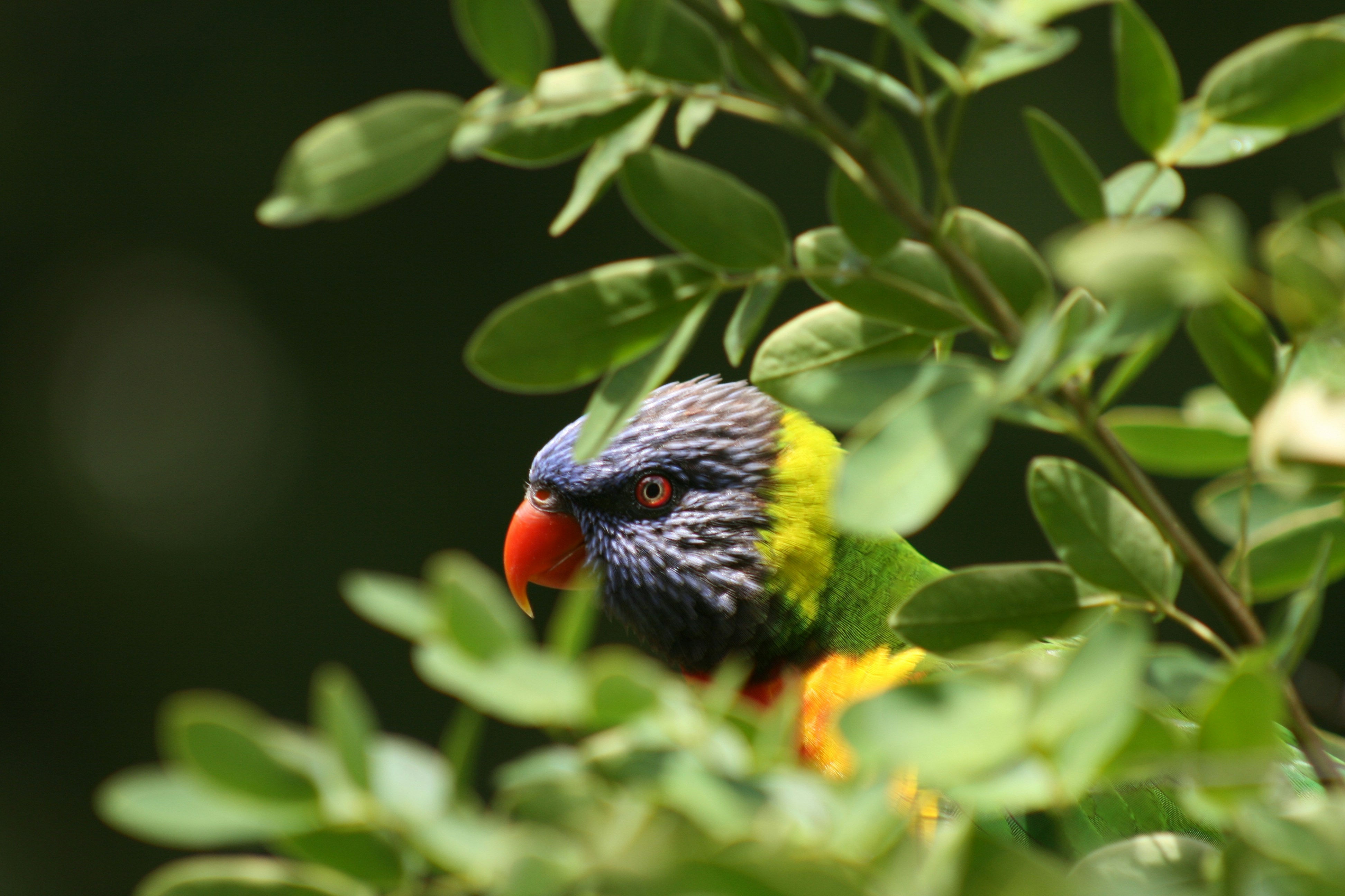 Photo by digitalhead