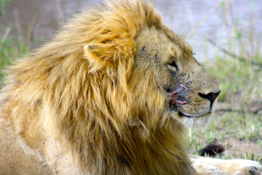 a close up of a lion laying on the ground