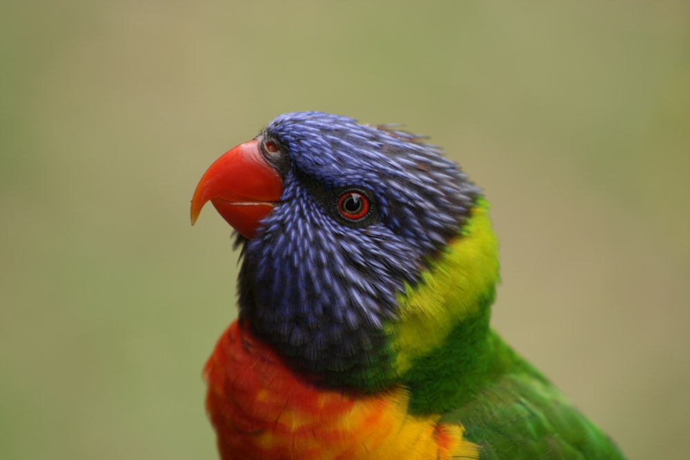 a multicolored bird is standing on a branch