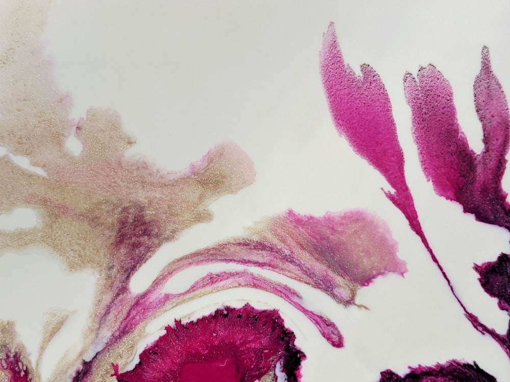 a close up of a pink flower on a white background