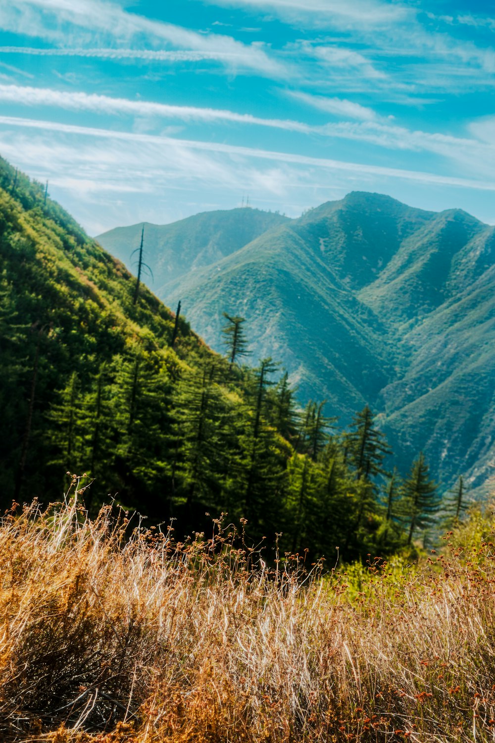 a view of a mountain range with trees in the foreground