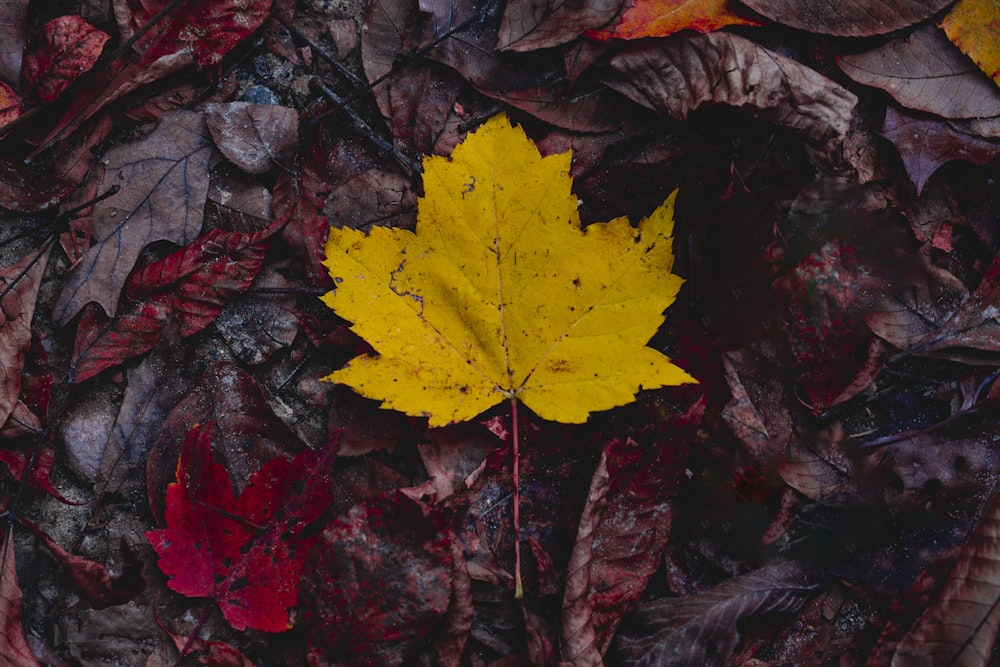 a yellow leaf laying on top of a pile of leaves