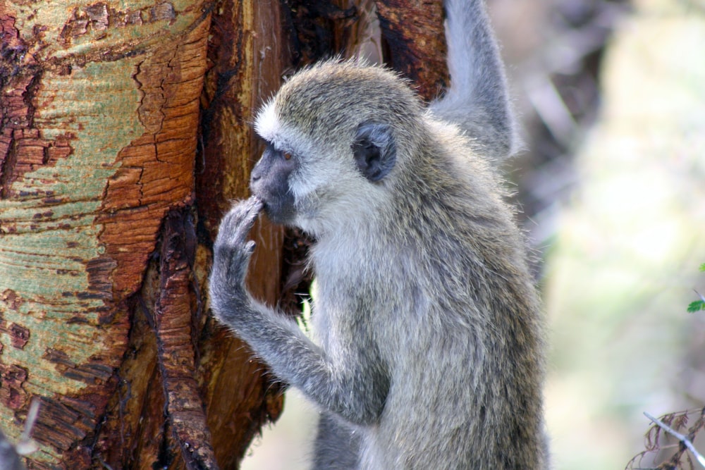 a monkey is standing next to a tree