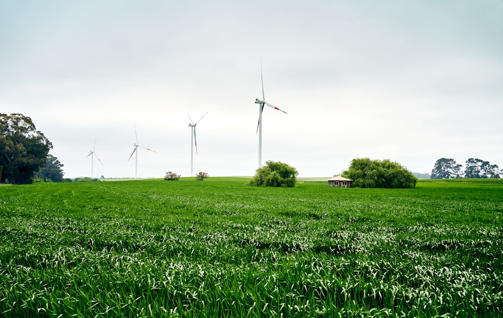 a field of green grass with wind turbines in the background