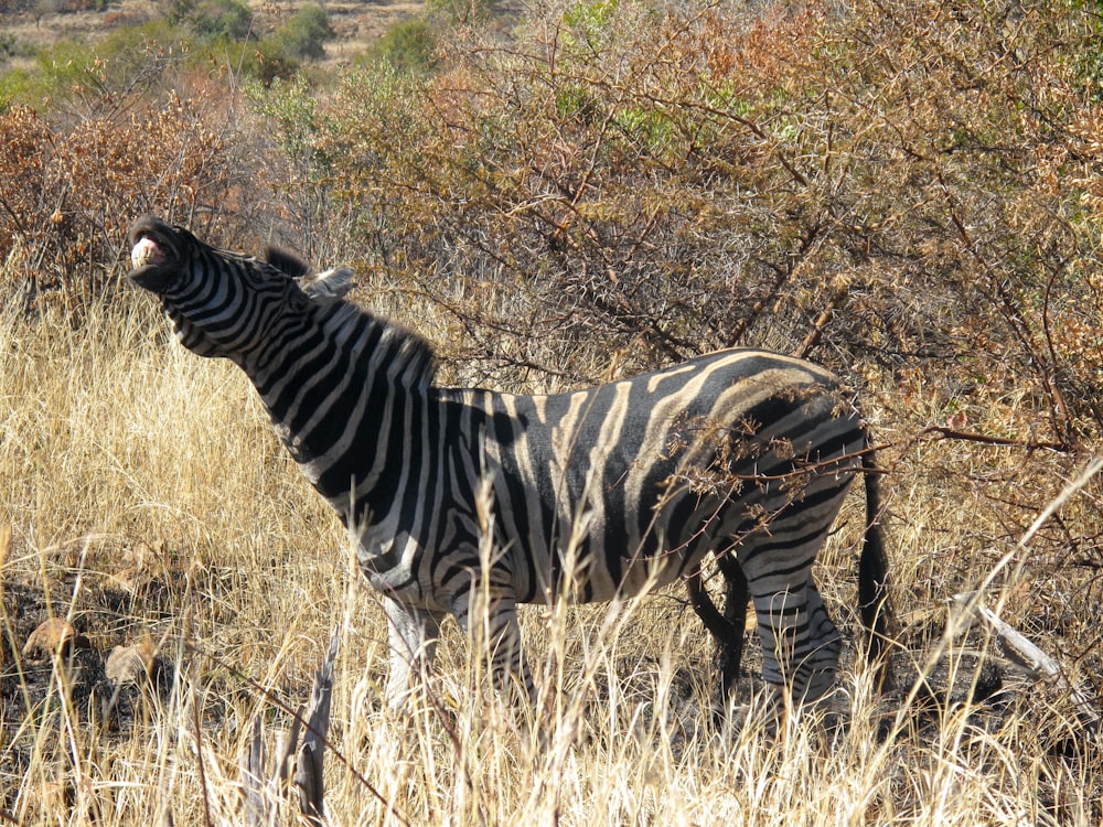 Ein Zebra steht auf einem Feld mit trockenem Gras