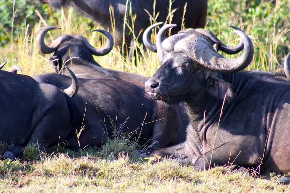 a herd of buffalo laying on top of a grass covered field
