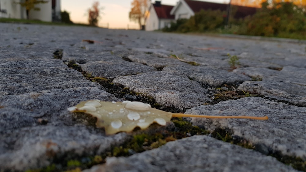 a leaf that is laying on the ground