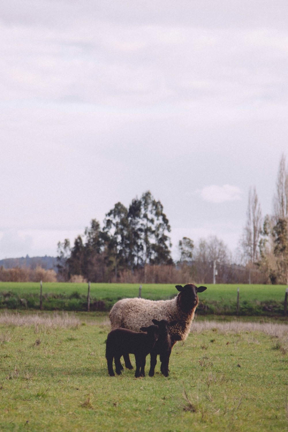 a mother sheep and her baby standing in a field