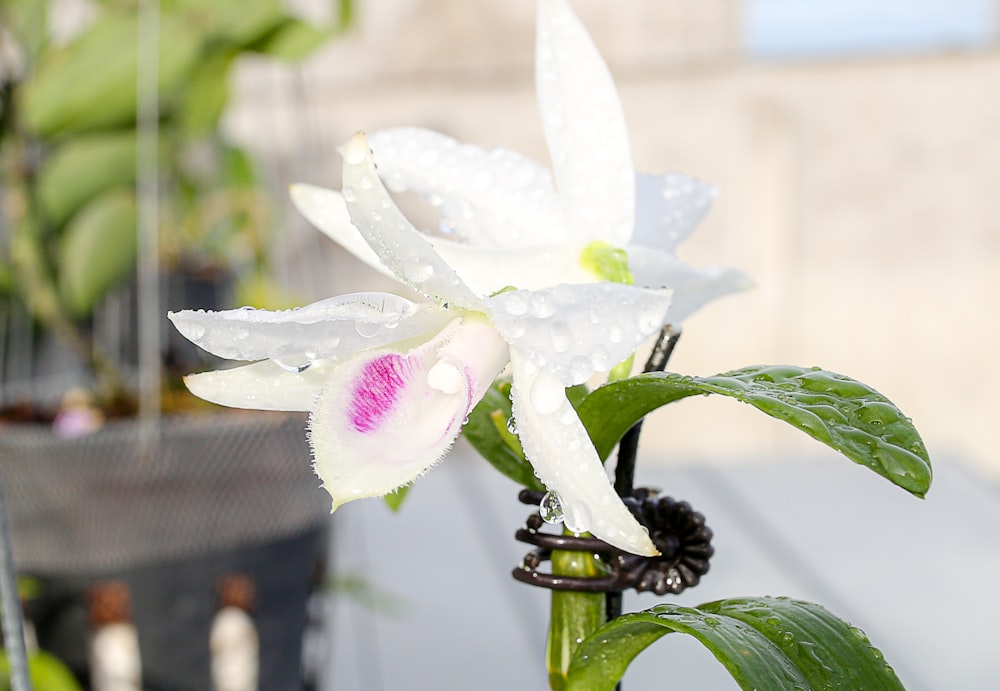 a close up of a flower with water droplets on it