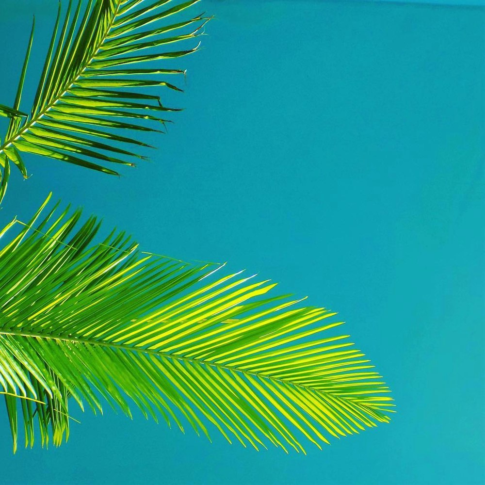 Una palmera se va contra un cielo azul