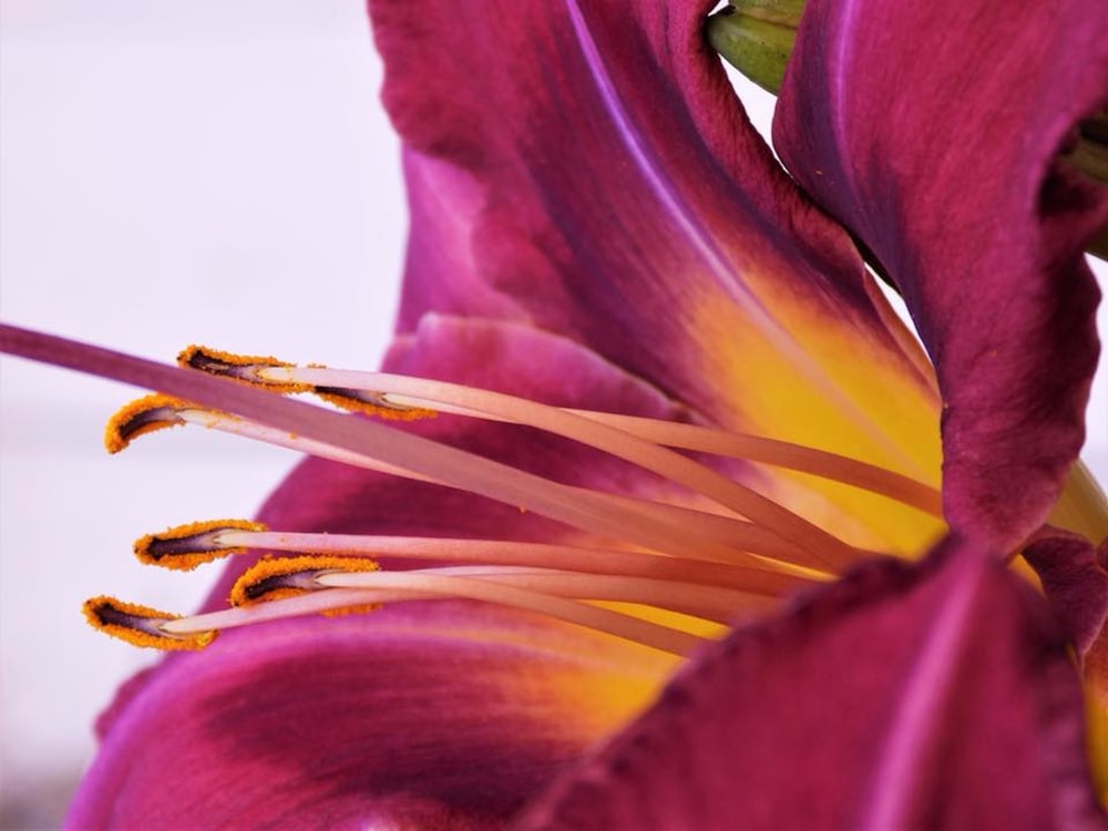 a close up of a purple and yellow flower