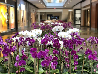 Elegant orchid arrangement displayed in a modern showroom setting.