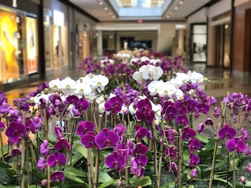 A lush arrangement of purple and white orchids is displayed in an indoor setting, possibly a shopping mall. The flowers are vibrant and neatly organized, with the background showing blurred outlines of shops and bright lighting.