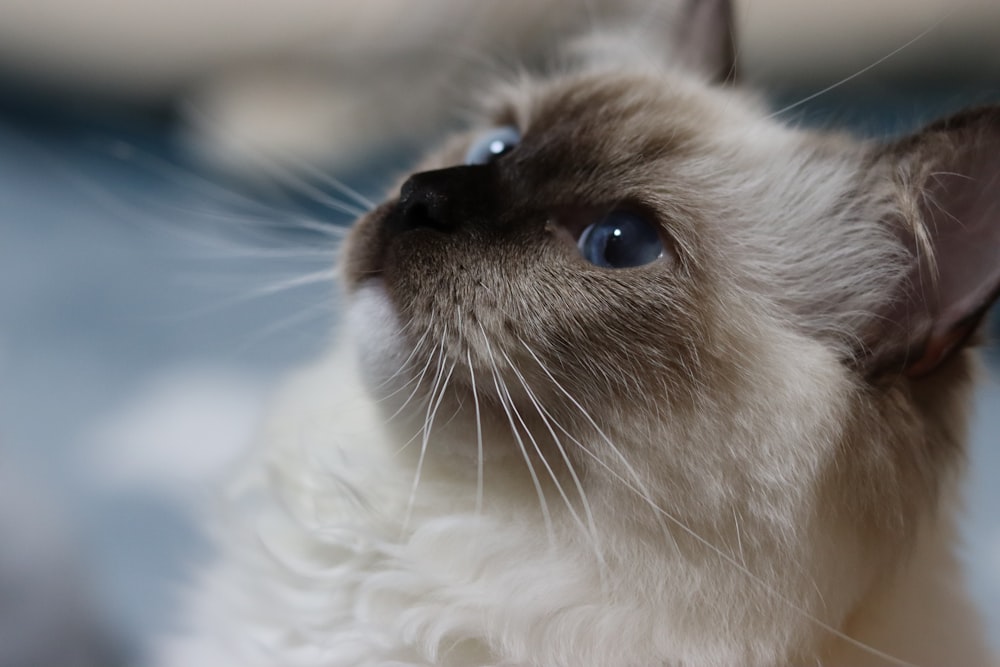 a close up of a cat with blue eyes