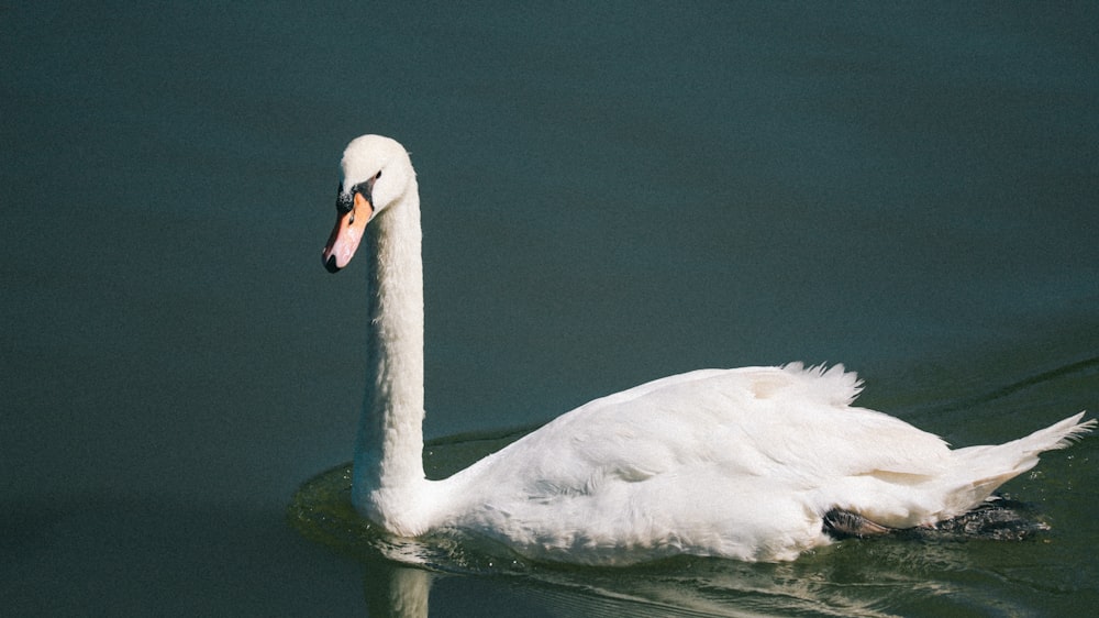 a white swan floating on top of a body of water