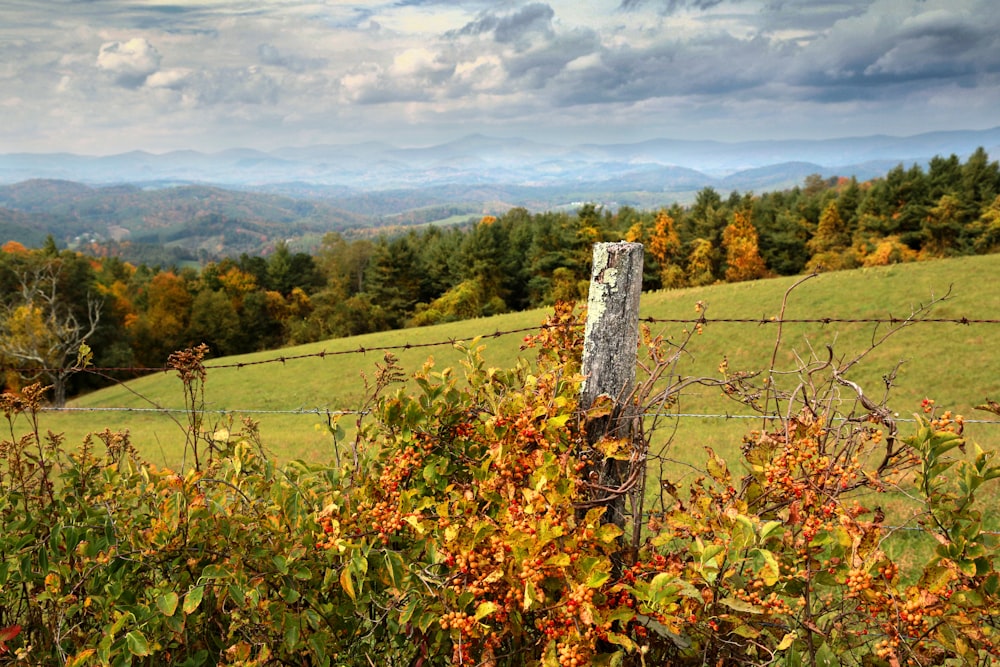 a wooden post in the middle of a field