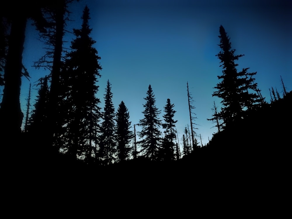 a group of pine trees silhouetted against a blue sky