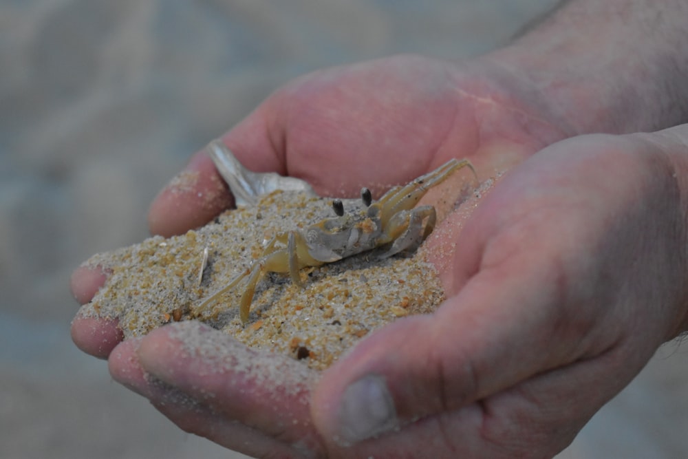 a person holding a crab in their hands