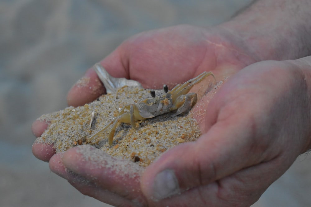 une personne tenant un crabe dans ses mains