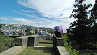 Best Pet-Friendly Cafes in Kohima Where Your Dog Is as Welcome as You