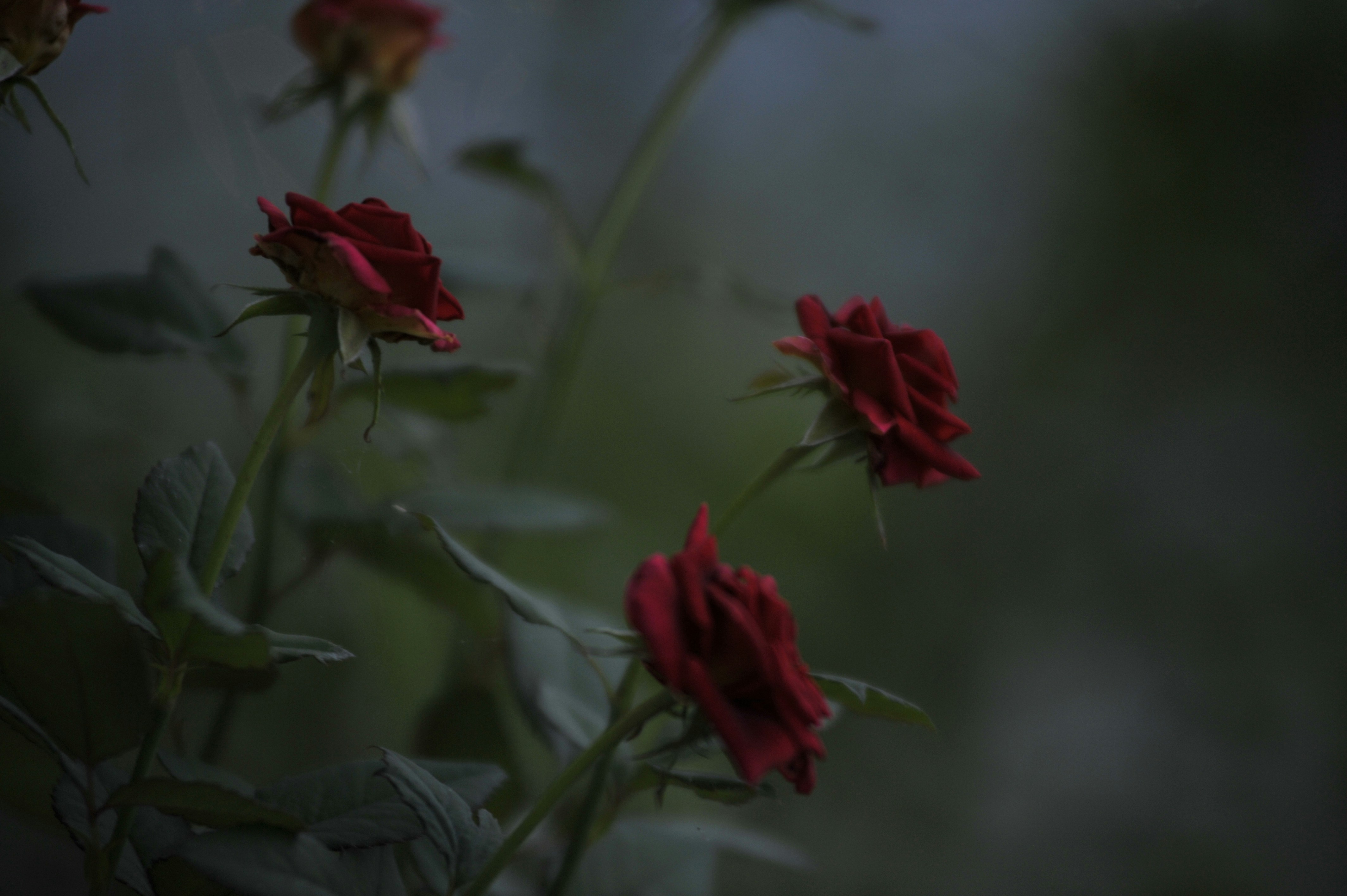 Photo by taybalo
