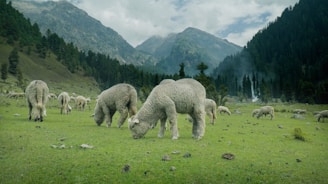 a herd of sheep grazing on a lush green field