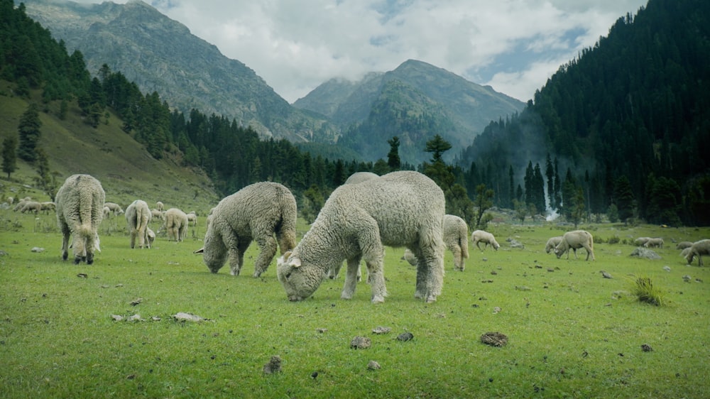 a herd of sheep grazing on a lush green field