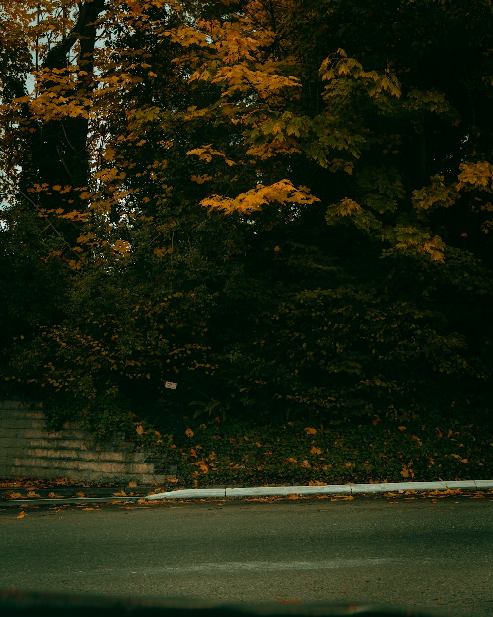 a man riding a skateboard down a street next to a forest