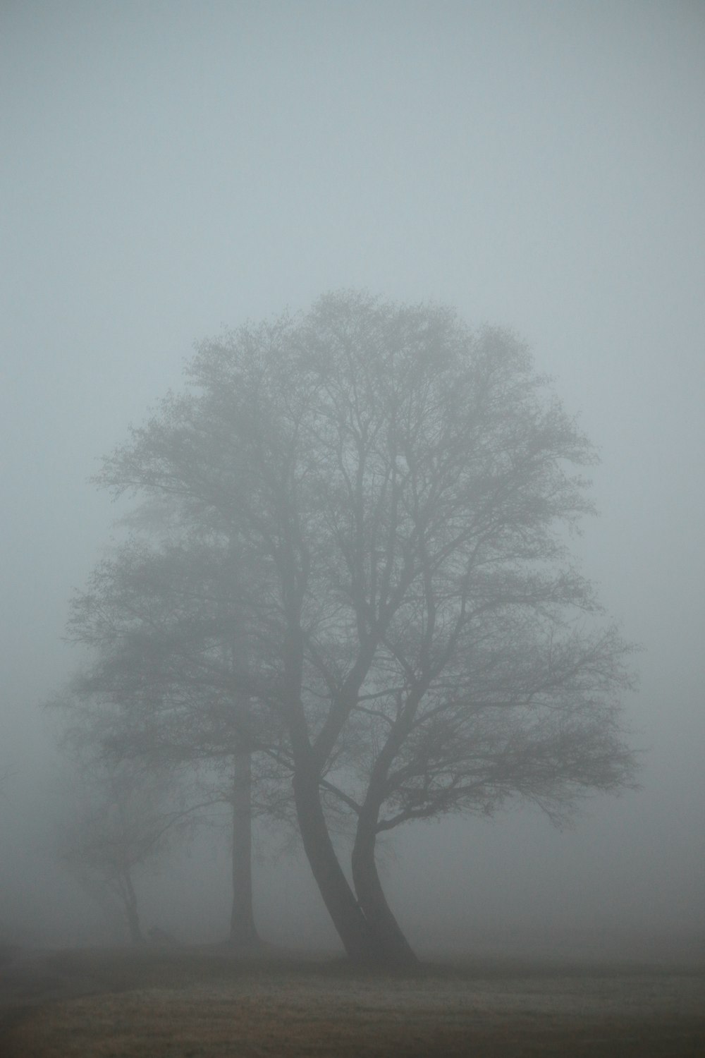 a foggy field with two trees in the foreground