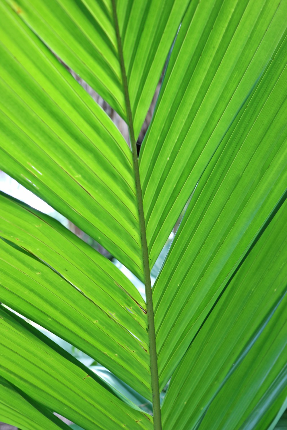 um close up de uma grande folha verde