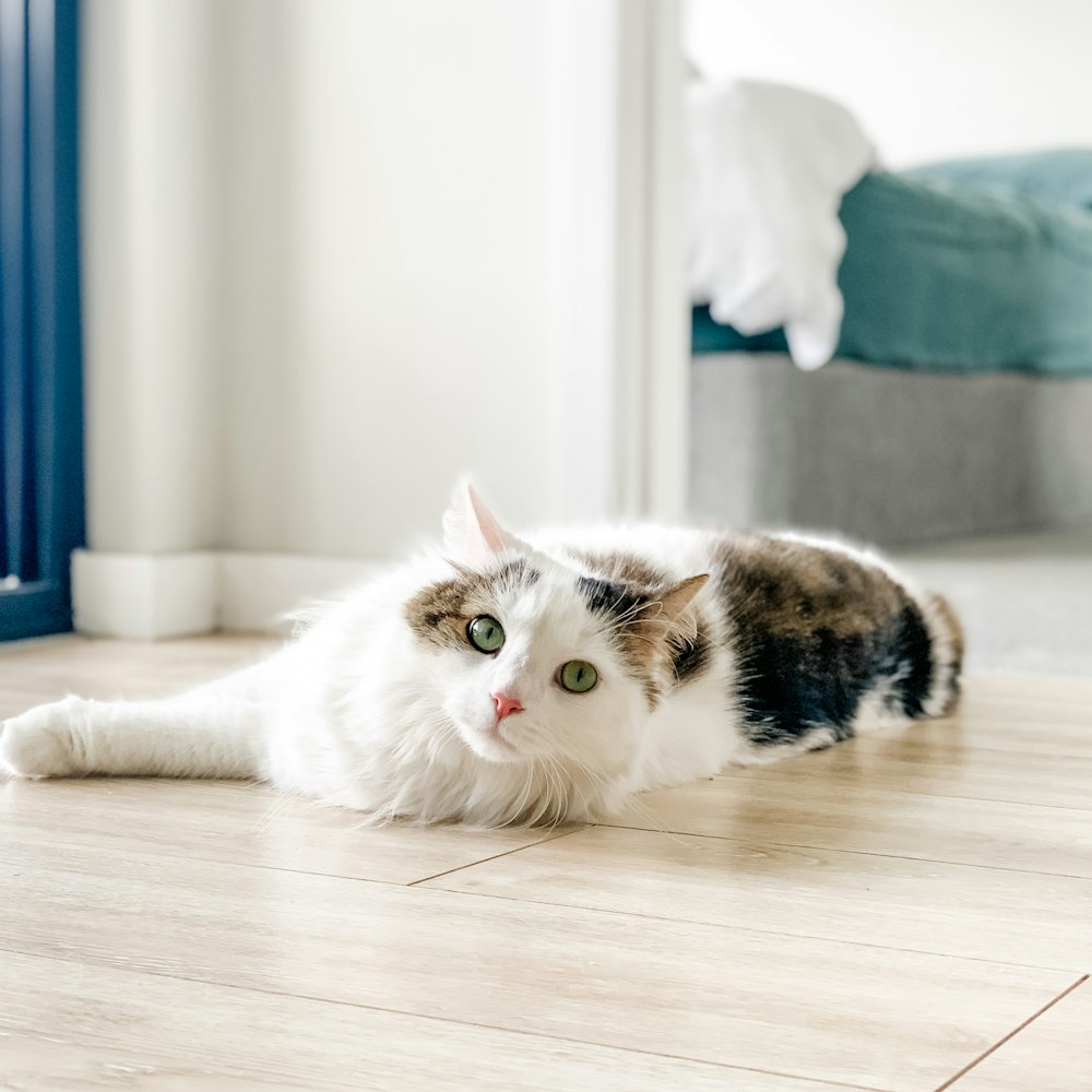 a cat laying on the floor looking at the camera