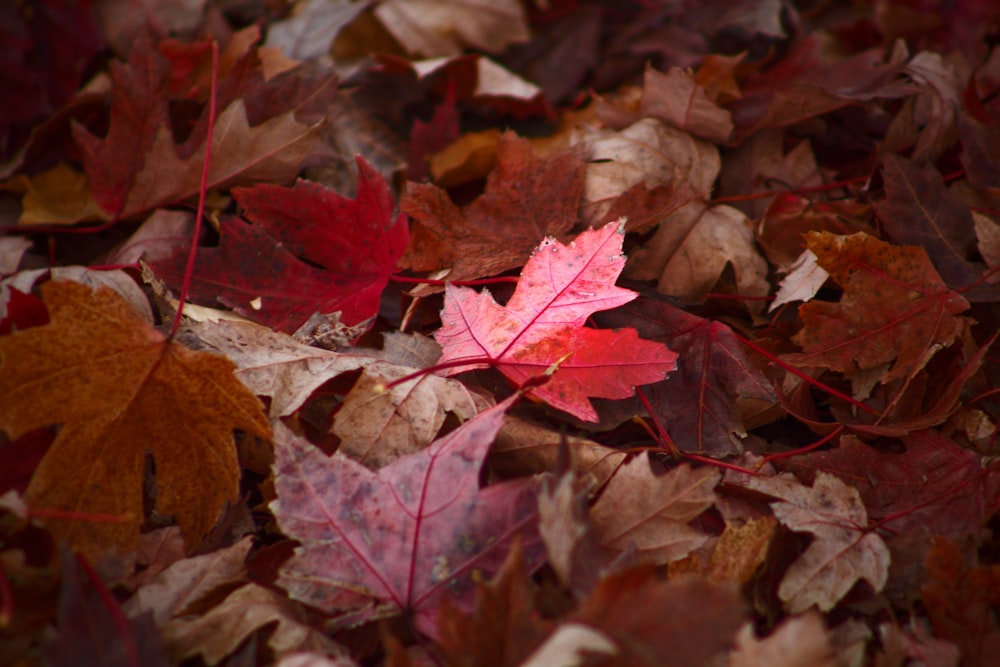 a red leaf laying on top of a pile of leaves