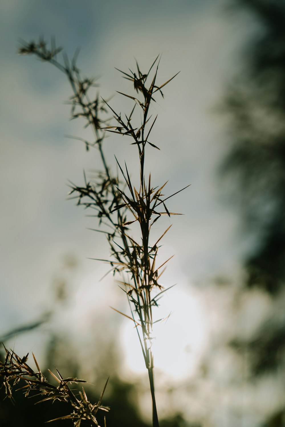 a close up of a plant with a sky in the background