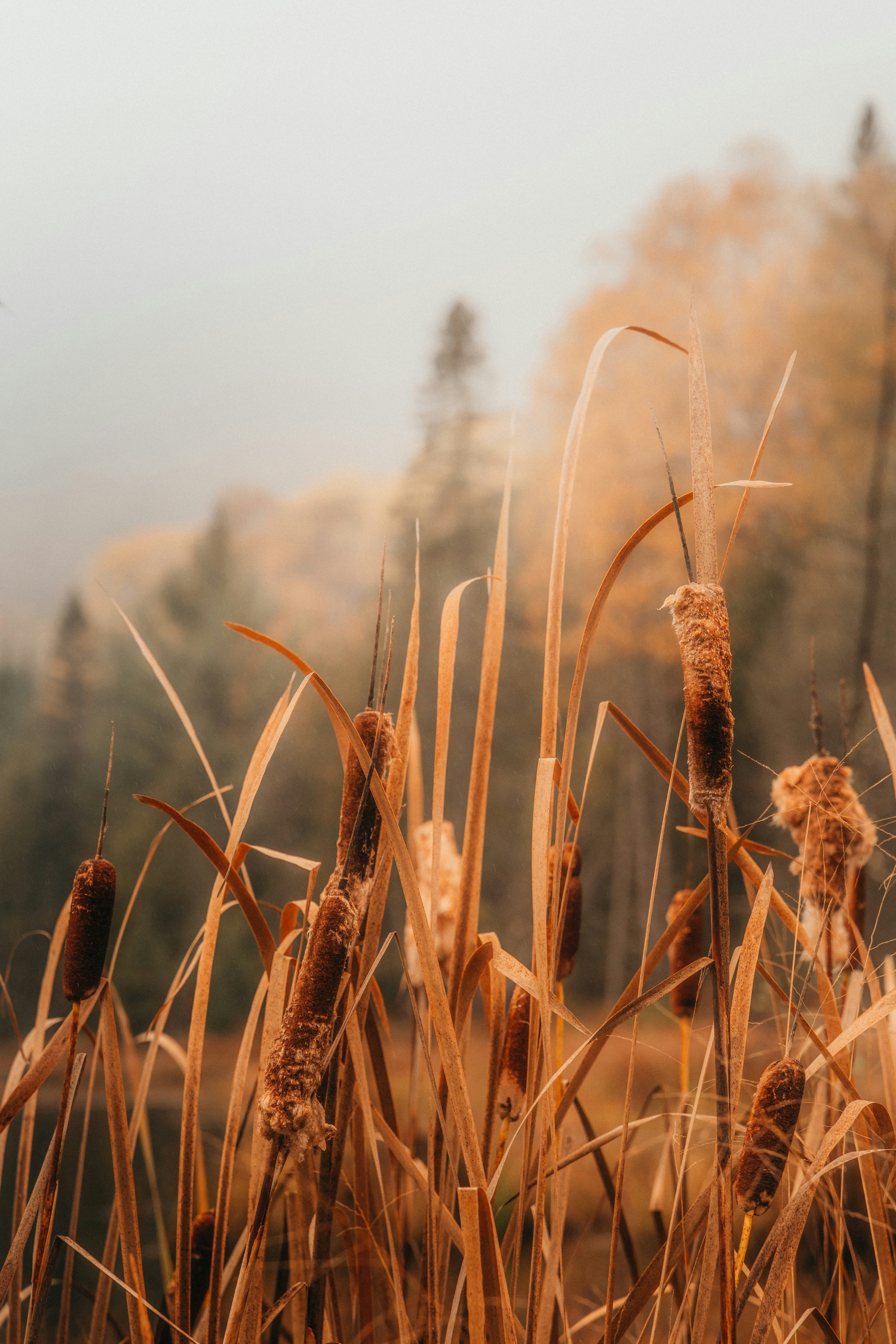 a field of tall grass with trees in the background