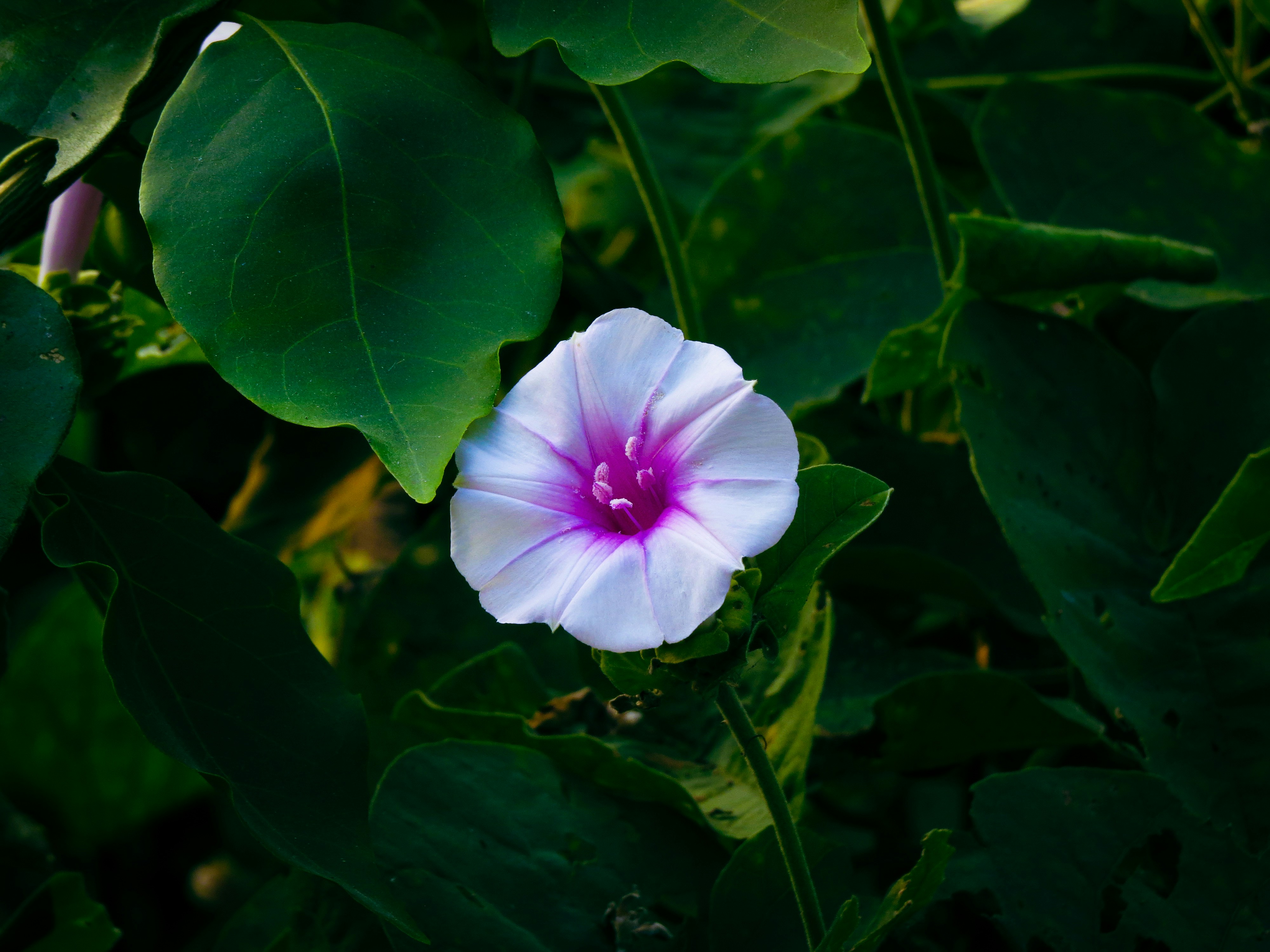 Photo by anandramavath_786