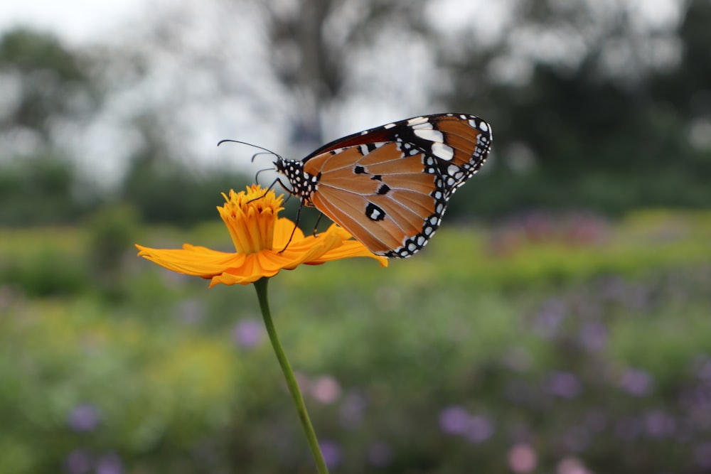 a close up of a butterfly on a flower