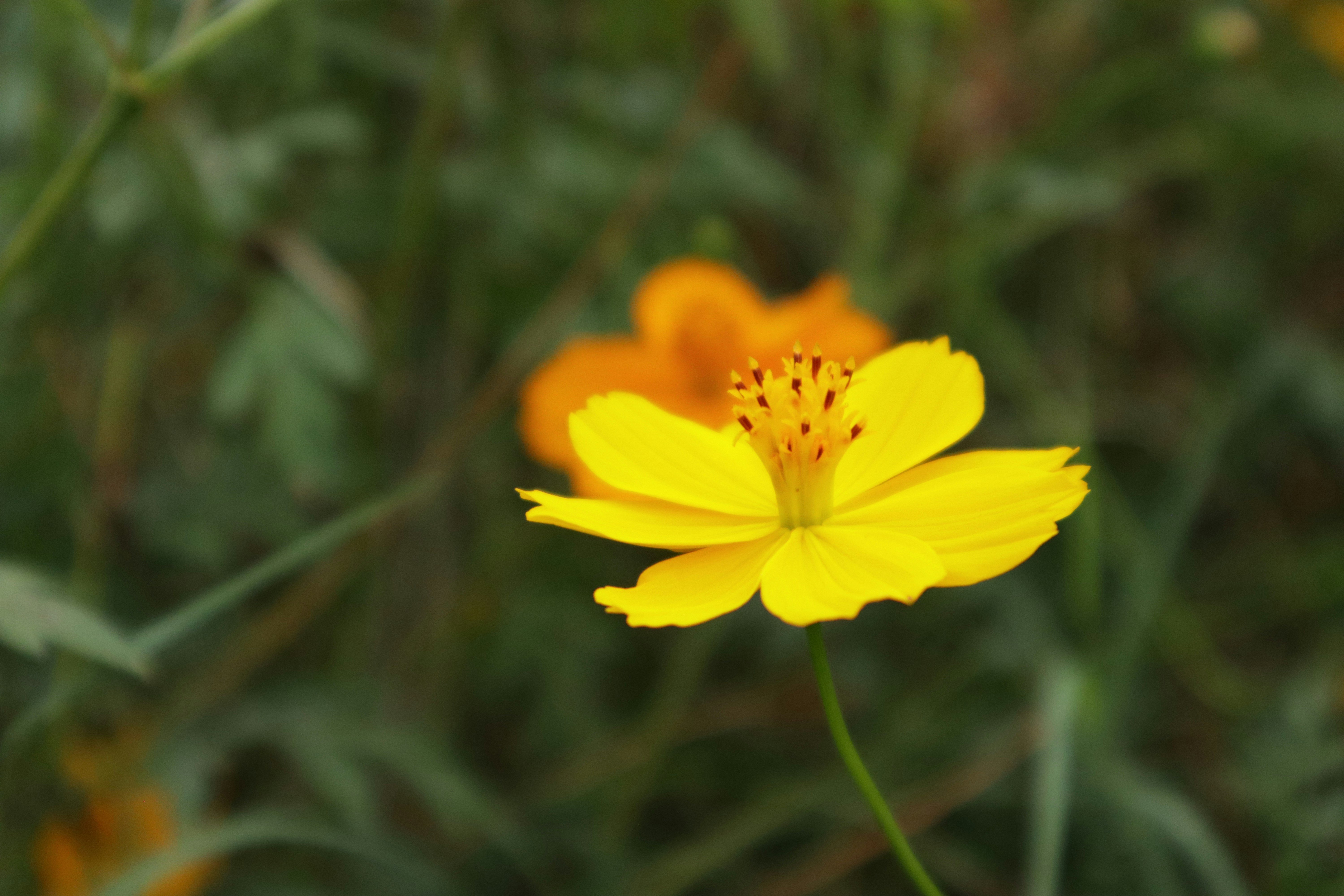 Photo by shival_aiims