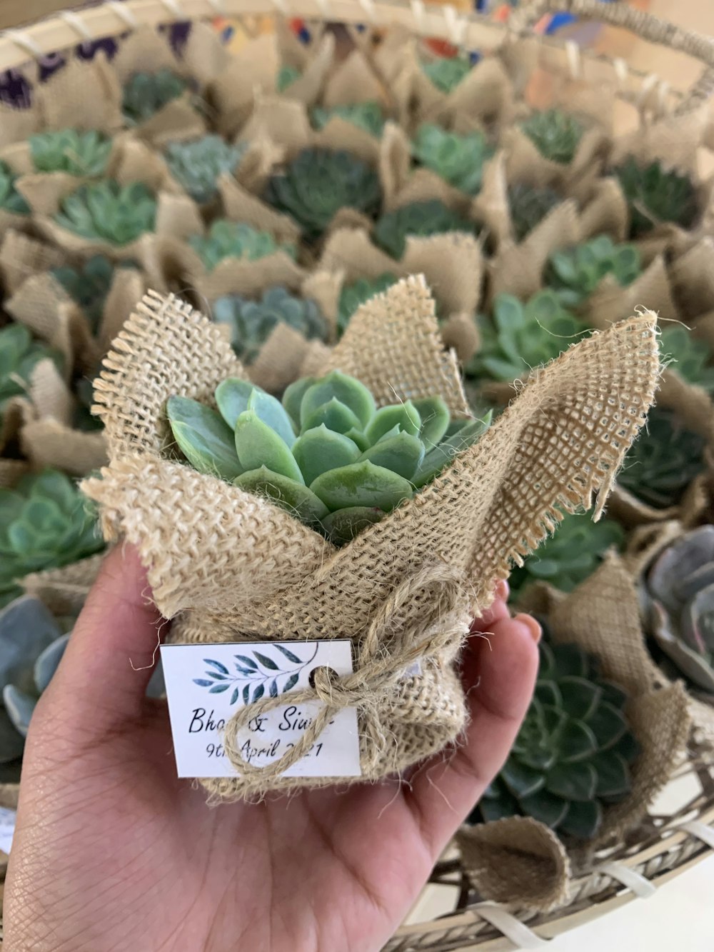 a hand holding a small succulent plant in burlock