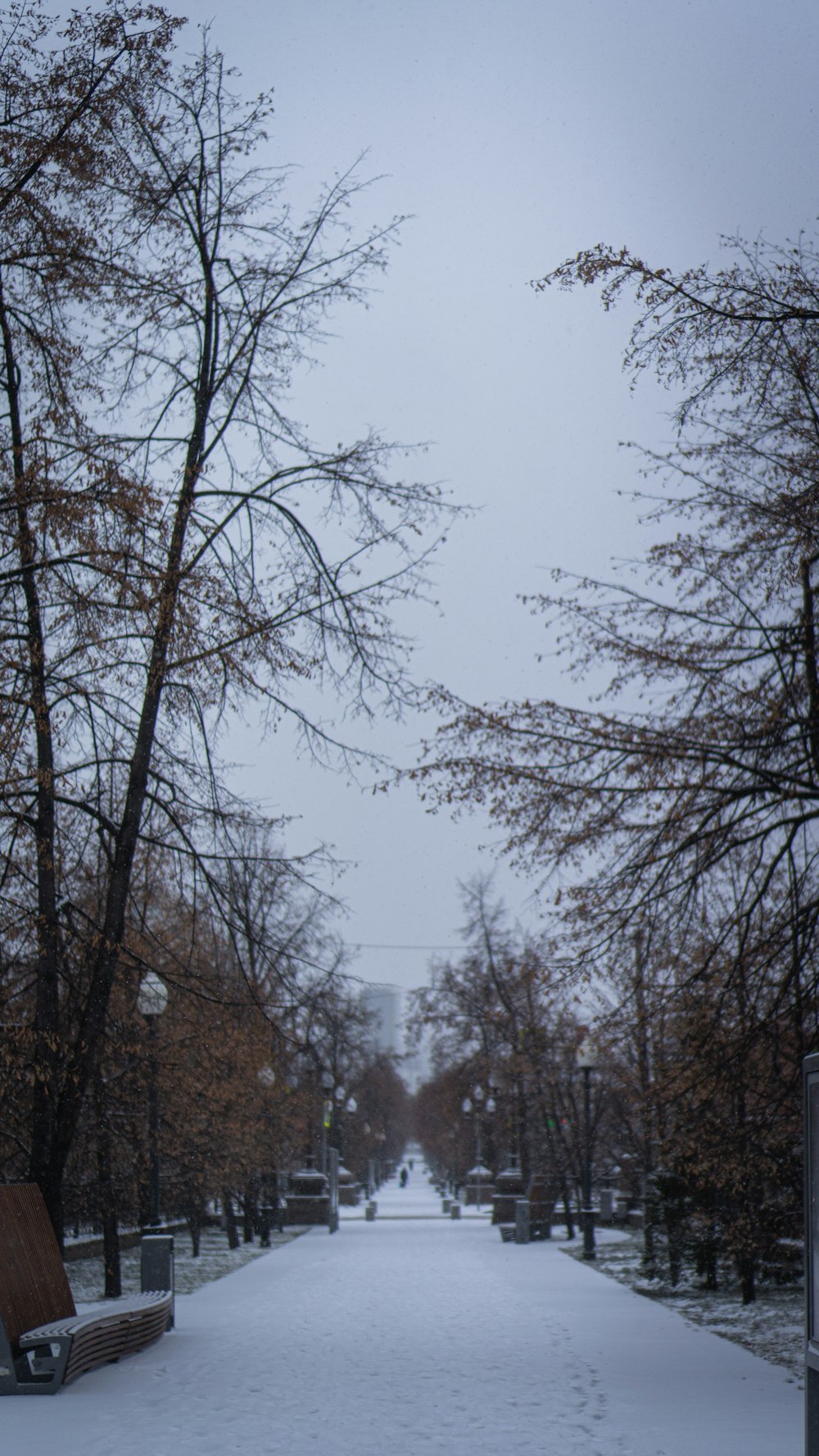 a snowy park with benches and trees