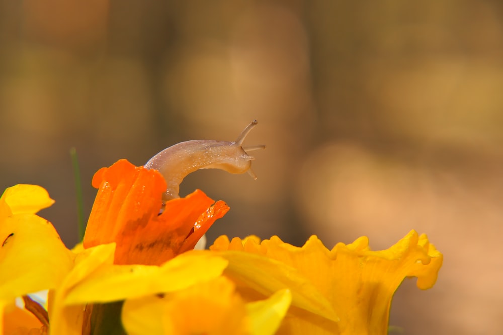 a slug crawling on top of a yellow flower