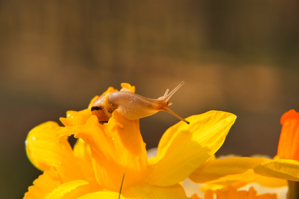 a snail sitting on top of a yellow flower