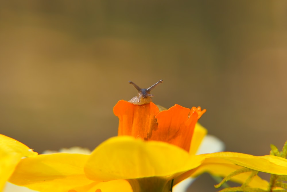 a close up of a flower