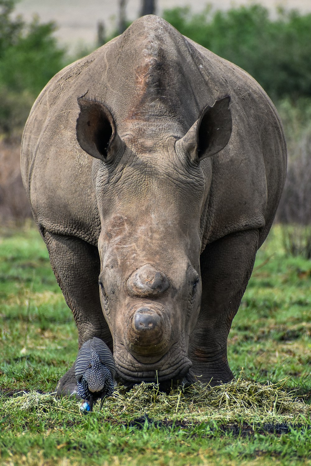 a large rhino standing on top of a lush green field