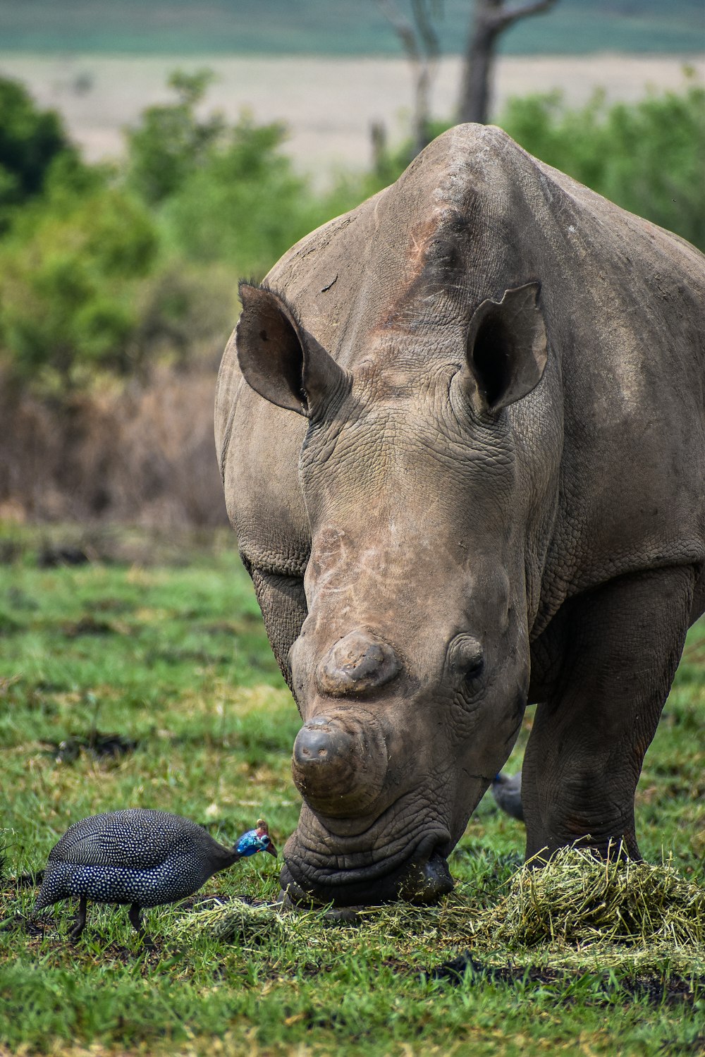 a large rhinoceros standing next to a small bird