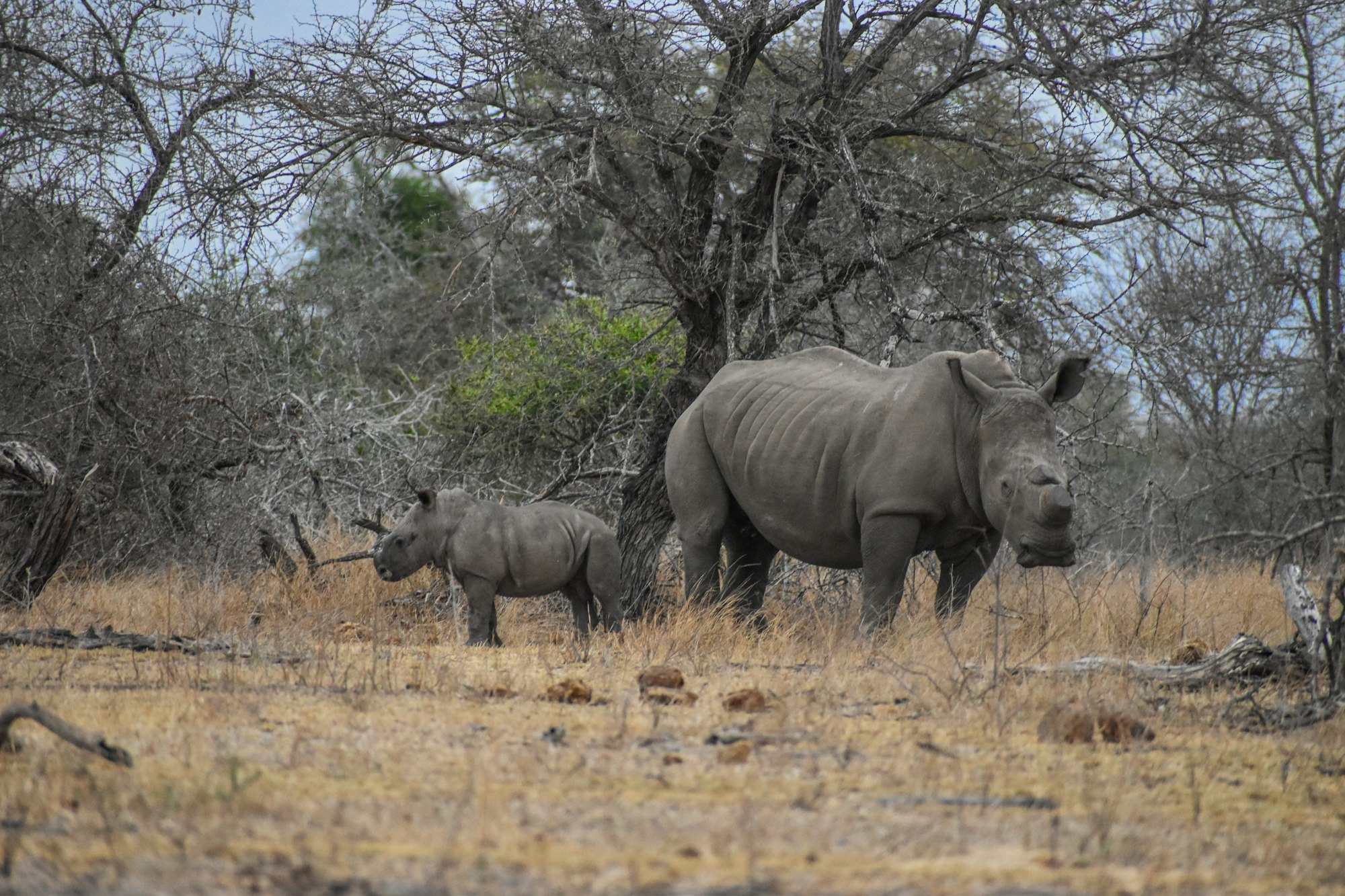 White Rhinoceros with baby, being protected from poachers. Shot in the Kruger National Park, South Africa.