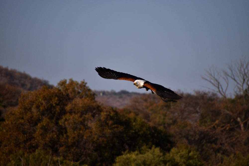 a large bird flying over a lush green forest