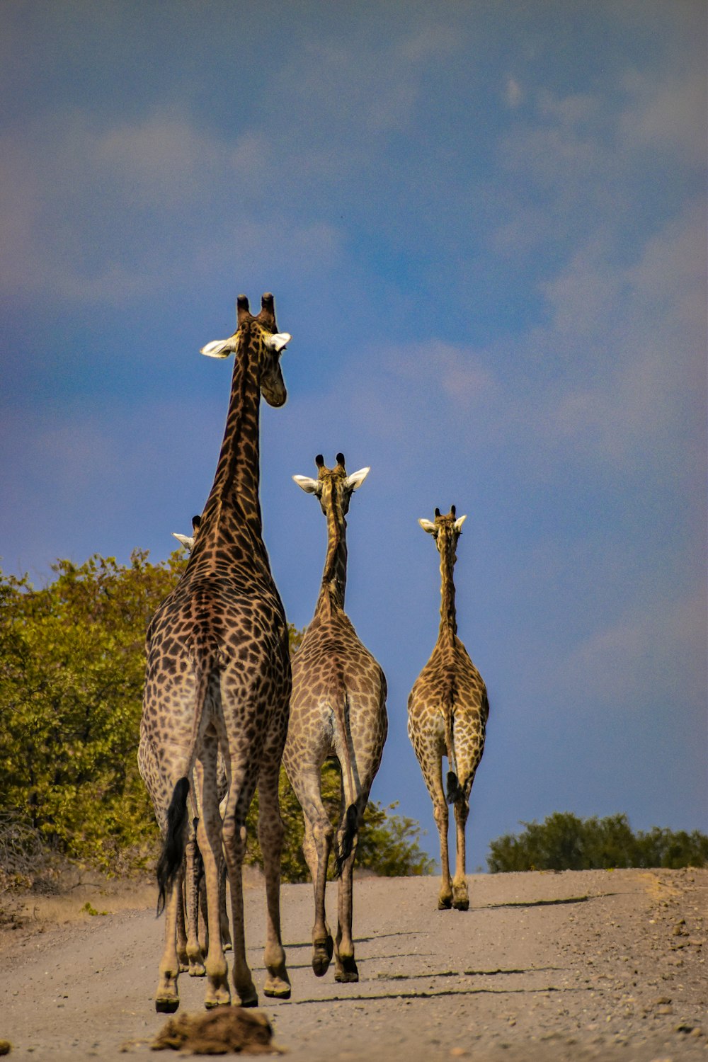 um grupo de girafas andando por uma estrada de terra